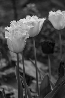 Alman Muensterland 'inde bahar geldi.