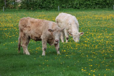 Alman Muensterland 'inde bahar geldi.