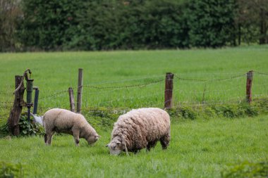 Alman Muensterland 'inde bahar geldi.