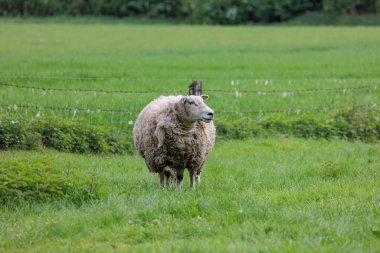 Alman Muensterland 'inde bahar geldi.
