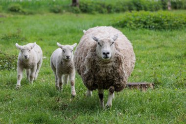 Alman Muensterland 'inde bahar geldi.