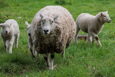 Alman Muensterland 'inde bahar geldi.