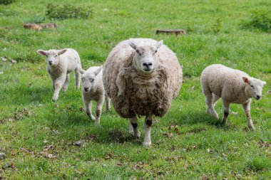 Alman Muensterland 'inde bahar geldi.