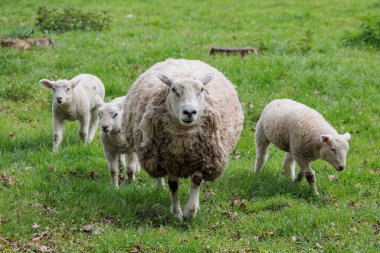 Alman Muensterland 'inde bahar geldi.