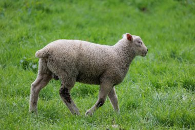 Alman Muensterland 'inde bahar geldi.