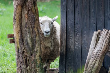 Alman Muensterland 'inde bahar geldi.