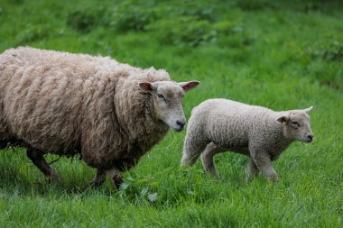 Alman Muensterland 'inde bahar geldi.