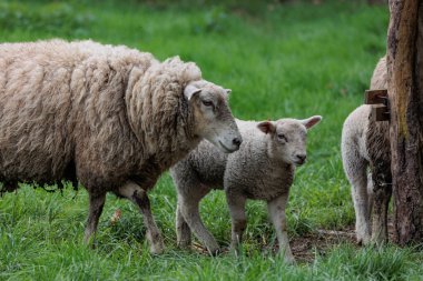 Alman Muensterland 'inde bahar geldi.