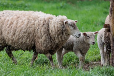 Alman Muensterland 'inde bahar geldi.