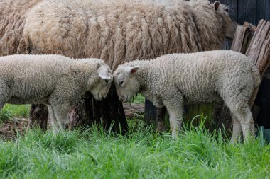 Alman Muensterland 'inde bahar geldi.