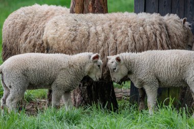 Alman Muensterland 'inde bahar geldi.