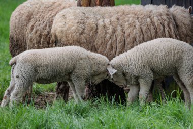 Alman Muensterland 'inde bahar geldi.