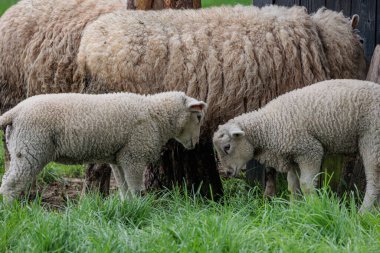 Alman Muensterland 'inde bahar geldi.