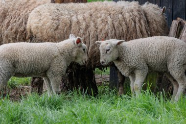 Alman Muensterland 'inde bahar geldi.