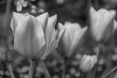 Alman Muensterland 'inde bahar geldi.