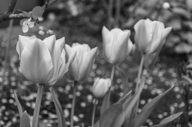 Alman Muensterland 'inde bahar geldi.