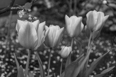 Alman Muensterland 'inde bahar geldi.