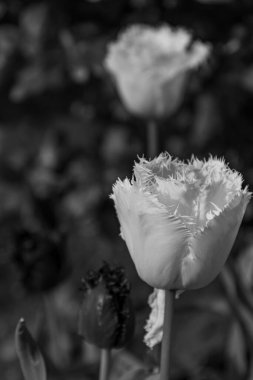 Alman Muensterland 'inde bahar geldi.