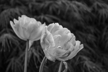 Alman Muensterland 'inde bahar geldi.