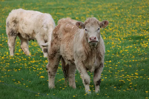 Alman Muensterland 'inde bahar geldi.