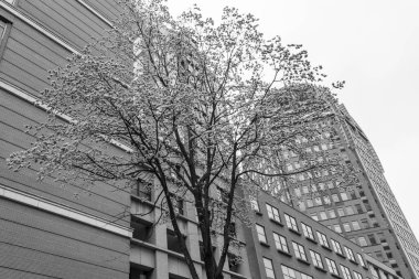 Hollanda 'daki Den Haag ve Scheveningen plajı.