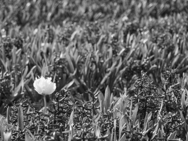 Hollanda 'da laleler