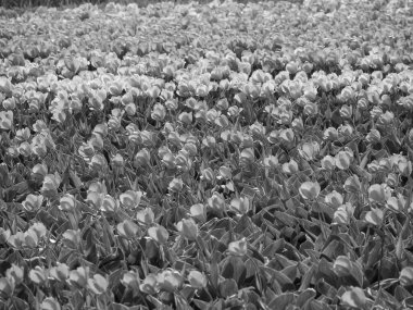 Hollanda 'da bir sürü lale var.