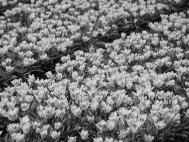 Hollanda 'da bir sürü lale var.