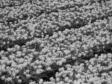 Hollanda 'da bir sürü lale var.