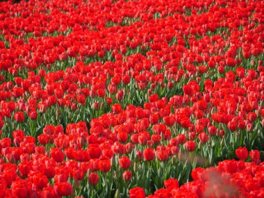 Hollanda 'da bir sürü lale var.