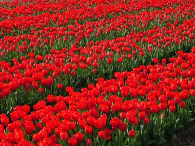 Hollanda 'da bir sürü lale var.