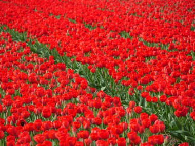 Hollanda 'da bir sürü lale var.