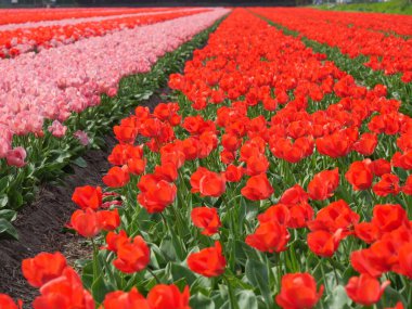 Hollanda 'da bir sürü lale var.