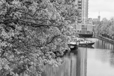 Hollanda 'daki Den Haag şehri.