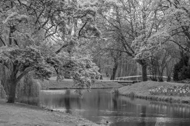 Hollanda 'da Rotterdam
