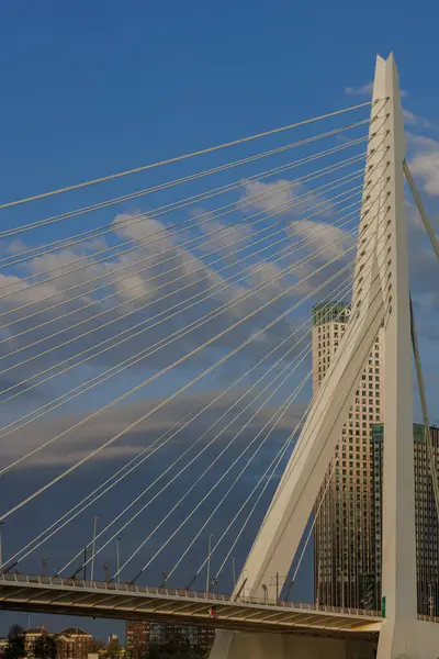 Rotterdam şehri.