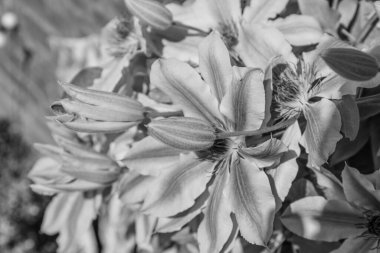 Alman bahçesinde bahar geldi.