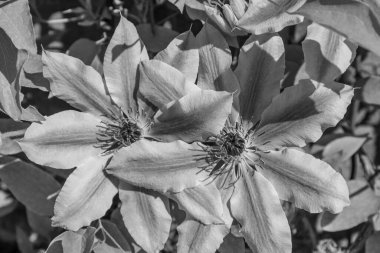 Alman bahçesinde bahar geldi.