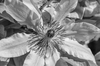 Alman bahçesinde bahar geldi.