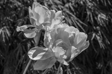 Alman bahçesinde bahar geldi.