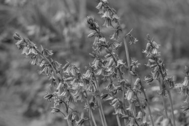 Alman bahçesinde bahar geldi.