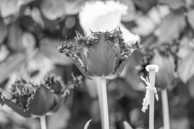 Alman bahçesinde bahar geldi.