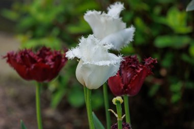 Alman bahçesinde bahar geldi.