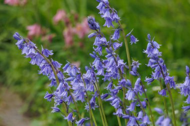 Alman bahçesinde bahar geldi.