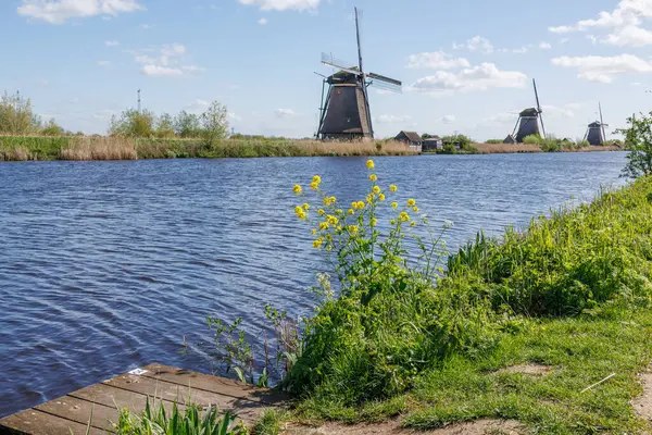 Hollanda 'daki Kinderdijk değirmenleri