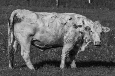 Westphalia 'da bir tarlada inekler