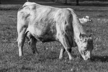 Westphalia 'da bir tarlada inekler