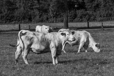 Westphalia 'da bir tarlada inekler