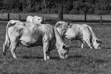 Westphalia 'da bir tarlada inekler