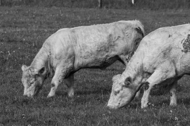 Westphalia 'da bir tarlada inekler